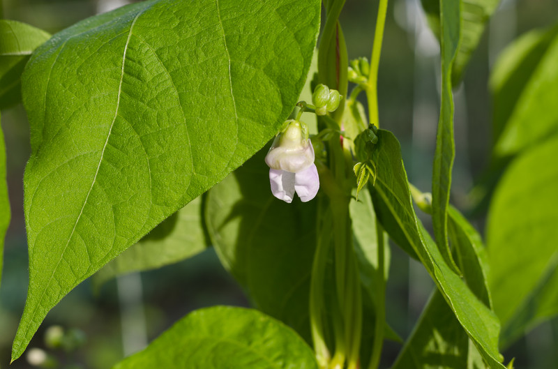 Bean leaves